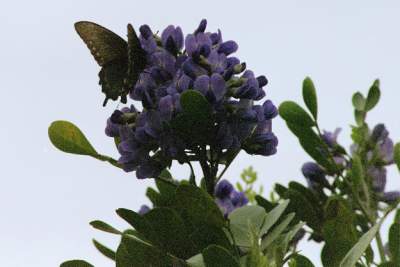TEXAS PURPLE FLOWER2.JPG